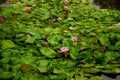 Pink water lily, close up. Royalty Free Stock Photo