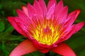 Pink water lily close up