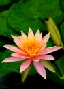 Pink water lily close up with green pads Royalty Free Stock Photo