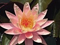 Pink water lily closeup with yellow center Royalty Free Stock Photo