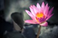 Pink water lily on dark blurred background of green leaves with copy space as zen spa background