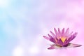 Pink water lily on expandable blur background