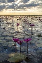 Pink water lily field in lake Royalty Free Stock Photo