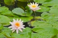 Pink Water Lily with floating leaves