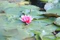 Pink water lily Royalty Free Stock Photo