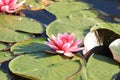 Pink water lily Royalty Free Stock Photo