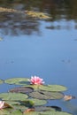 Pink water lily Royalty Free Stock Photo
