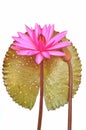 Pink water lily flower Royalty Free Stock Photo