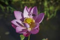 Pink water lily flower and bee. Lotus flower in island Bali, Indonesia Royalty Free Stock Photo