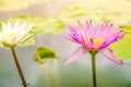 Pink water lily flower blooming in pond