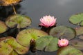 Pink water lily flower Royalty Free Stock Photo