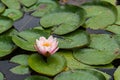 Pink water lily flower Royalty Free Stock Photo