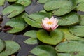 Pink water lily flower Royalty Free Stock Photo