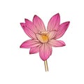 Pink Water lily flower. Lotus vector illustration Royalty Free Stock Photo