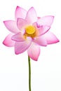 Pink water lily flower (lotus) and white backgroun Royalty Free Stock Photo