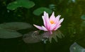 Pink water lily flower Nymphaea lotus  on a dark water in the garden pond. Royalty Free Stock Photo