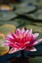 Pink water lily flower over the water surface in Anastasie Fatu Botanical garden in Lasi, Romania