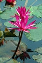 Pink Water Lily Flower in pond Royalty Free Stock Photo