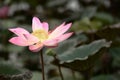 Pink water lily flower rises out of a pond while surrounded by l Royalty Free Stock Photo