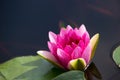 Pink water lily flower with yellow Stamens Royalty Free Stock Photo