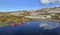 water lily blooming in a pond with sky reflection in rocky coast in Sweden Royalty Free Stock Photo