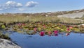 pink water lily flowers blooming in a pond in rocky coast in Sweden Royalty Free Stock Photo