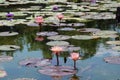 Pink and purple water lily flowers and pads floating on a pond Royalty Free Stock Photo
