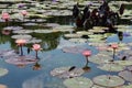 Pink and purple water lily flowers and pads and elephant ear plants floating in a pond Royalty Free Stock Photo