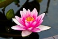 Pink water lily close up on background of the water Royalty Free Stock Photo