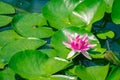 Pink water lily in garden pond Royalty Free Stock Photo