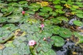 Pink water lily in garden pond Royalty Free Stock Photo