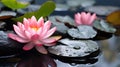 Pink water lily and green leaves on the water. Flowering flowers, a symbol of spring, new life Royalty Free Stock Photo