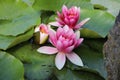 Pink water lily with green leaves in full bloom. Lotus flower Royalty Free Stock Photo