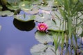 Pink water lily with green leaves in full bloom. Lotus flower. Frog. Royalty Free Stock Photo