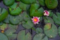 Pink water lily and green leaves Royalty Free Stock Photo