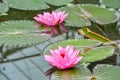 Pink water lily in greenhouse in Kew botanical gardens, London, UK Royalty Free Stock Photo