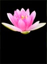 Pink Water Lily Isolated in Black Royalty Free Stock Photo