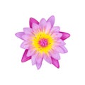 Pink water lily isolated on white background with clipping path Royalty Free Stock Photo