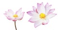 Pink water lily isolated on white background Royalty Free Stock Photo