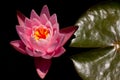 Pink water lily and its leaf