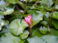 Pink water lily in lake Royalty Free Stock Photo