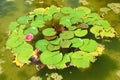 Pink water lily with large green leaves Royalty Free Stock Photo
