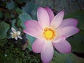 Pink water lily. Pink sacred lotus flower blooming on pond. Royalty Free Stock Photo