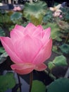 Pink water lily. Lotus flower blooming on pond. Natural floral background. Royalty Free Stock Photo