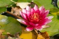 Pink water lily or lotus flower blossom close-up Royalty Free Stock Photo