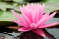 Pink water lily, lotus flower closeup scene on green leaf in garden. Royalty Free Stock Photo