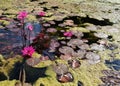 Pink water lily or Lotus flower with green leaf Royalty Free Stock Photo