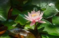 Pink water lily or lotus flower Marliacea Rosea above big green leaves in garden pond. Close-up of Nymphaea with water drops Royalty Free Stock Photo