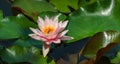Pink water lily or lotus flower Marliacea Rosea with bee above big green leaves in garden pond. Close-up of Nymphaea. Royalty Free Stock Photo