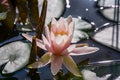 Pink water lily or lotus flower Marliacea Rosea in garden pond. Close-up of Nymphaea on dark green and purple leaves Royalty Free Stock Photo